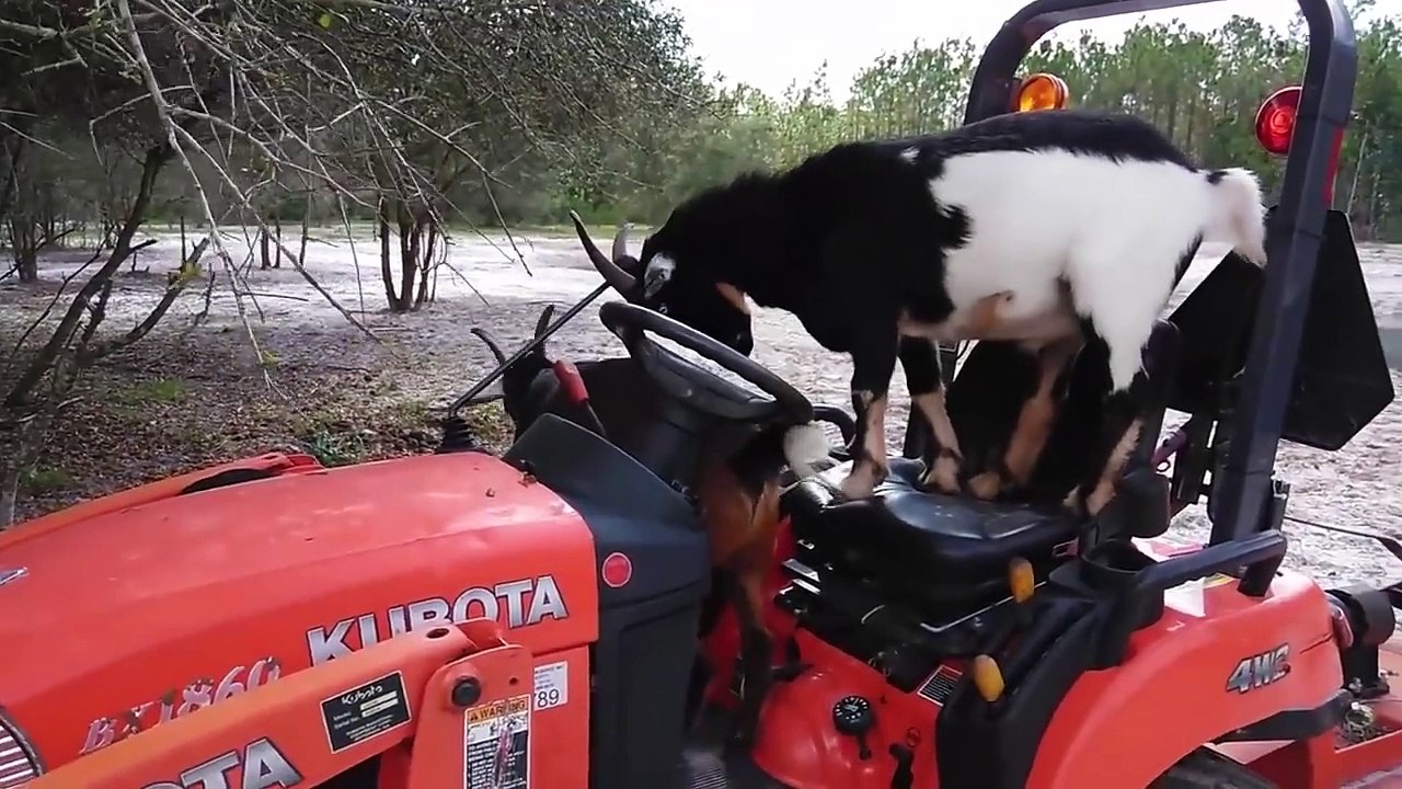 Cutest Goat Compilation 2025 | Funny Pet Videos