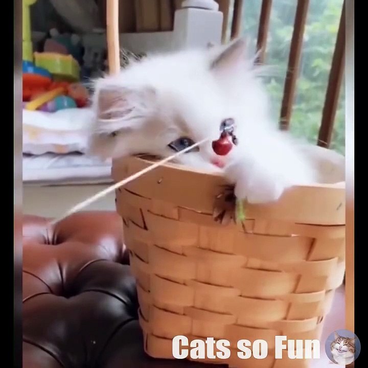 Cutest Kittens Ever - Funny Cats Video