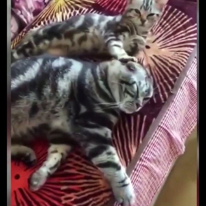 23 😂 Funny Cat Compilation Video - The Best Cute Cat Moments