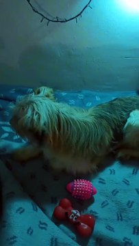 CONSULTAS DEL TAROT, POR LLAMADA, VIDEOLLAMADA O WHATSAPP. TIENDA FÍSICA EN MASSALAVÉS PRIVADAS #Tarot #cartas #inciensos