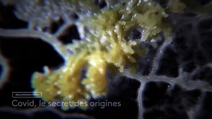 Covid, le secret des origines - Bande annonce
