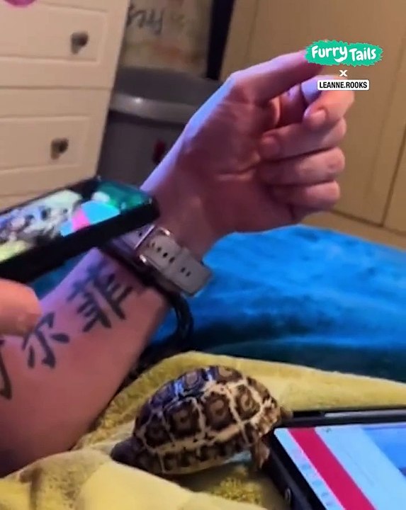 Lach dich schlapp mit Lustige Pfoten Ч. 28