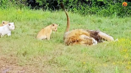 Lion kids playing with lion king 👑