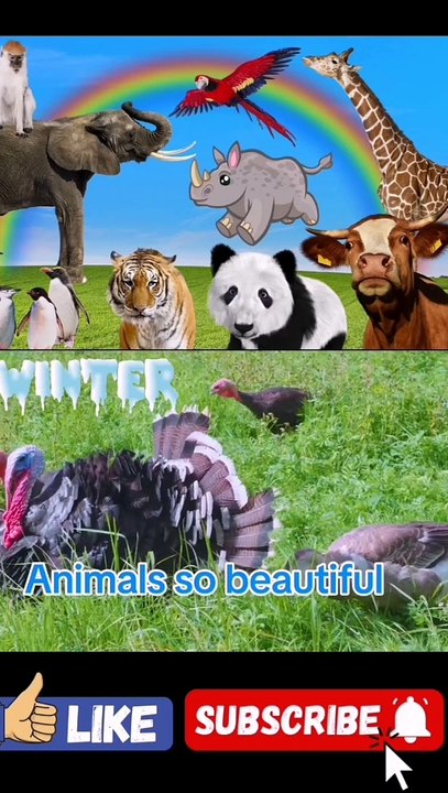 Animals and enjoy the video