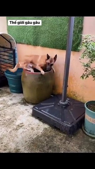 The World of Playful Pups - Episode 21