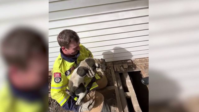 Firefighters rescue trapped dog. Video: Lincoln Volunteer Fire Brigade