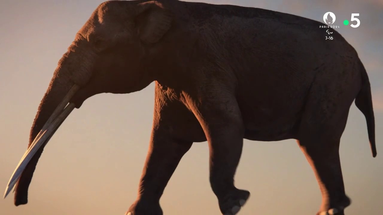 Science grand format - La grande histoire de l'évolution animale