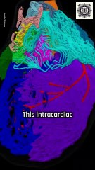 Heart's Hidden Brain - Zebrafish Reveal Secrets | Researchatory