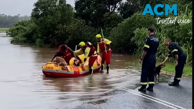 A pair of dogs rescued from Queensland floodwaters