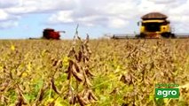 Colheita da soja segue evoluindo bem e alcança mais de 81% da área no BR, aponta Pátria