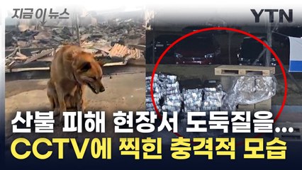아니 이걸 왜 훔쳐 가요?...산불 피해견 사료 몰래 가져간 청년들 [지금이뉴스]  / YTN