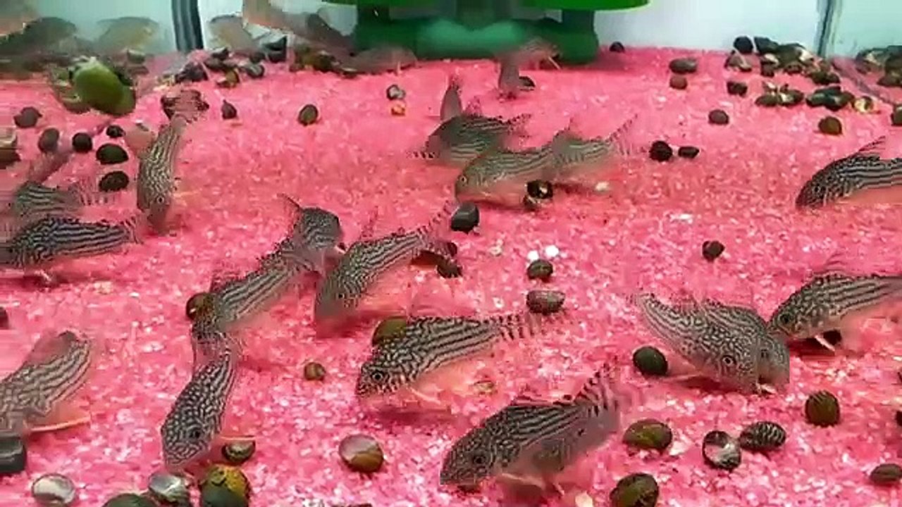 Aquarium 95