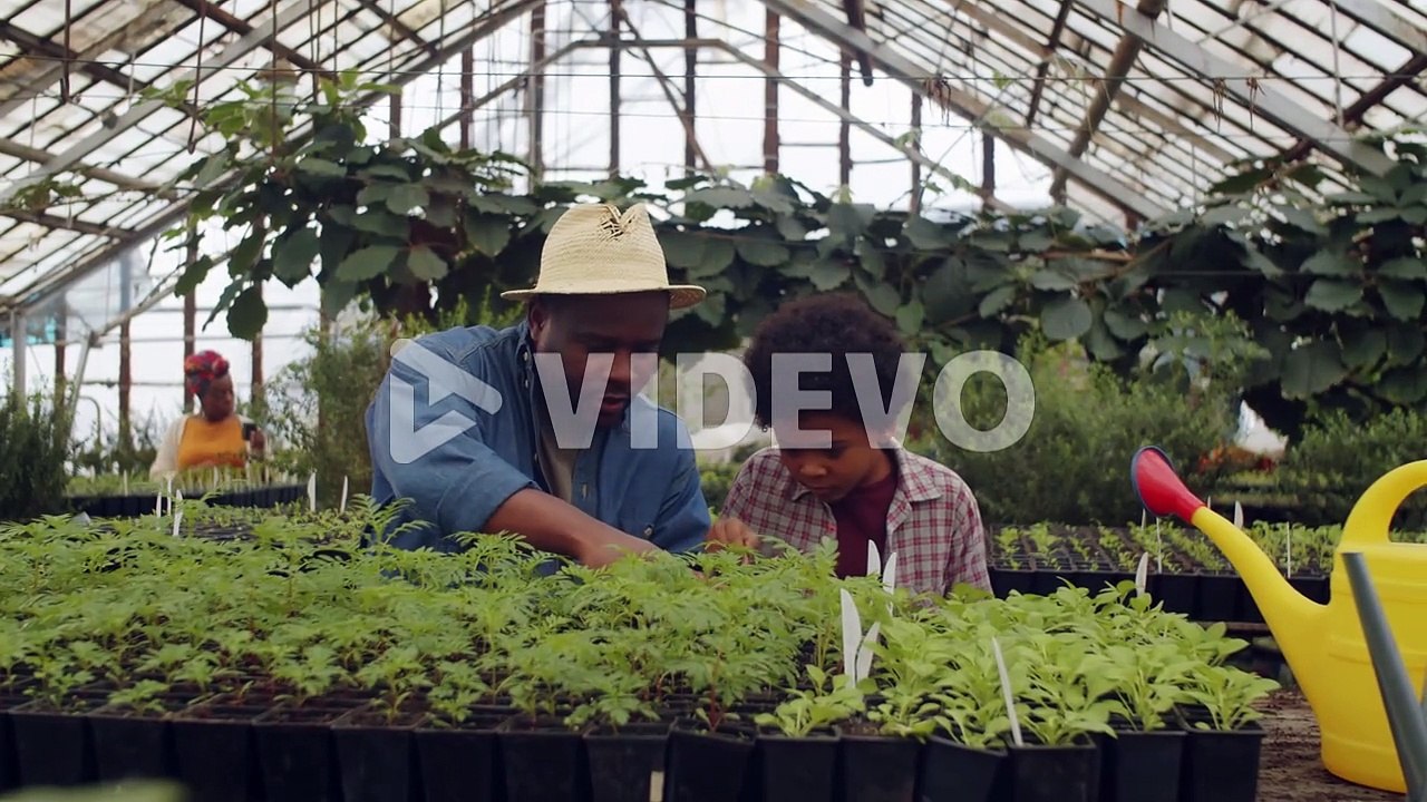 African American Man and Kid Working in Greenhouse Farm