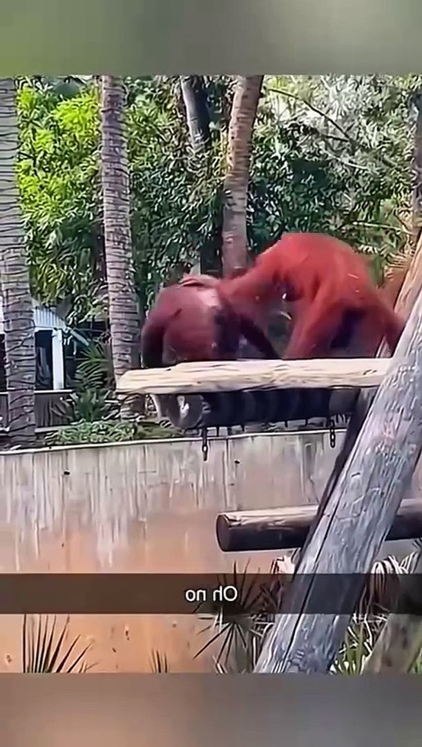 funny pets