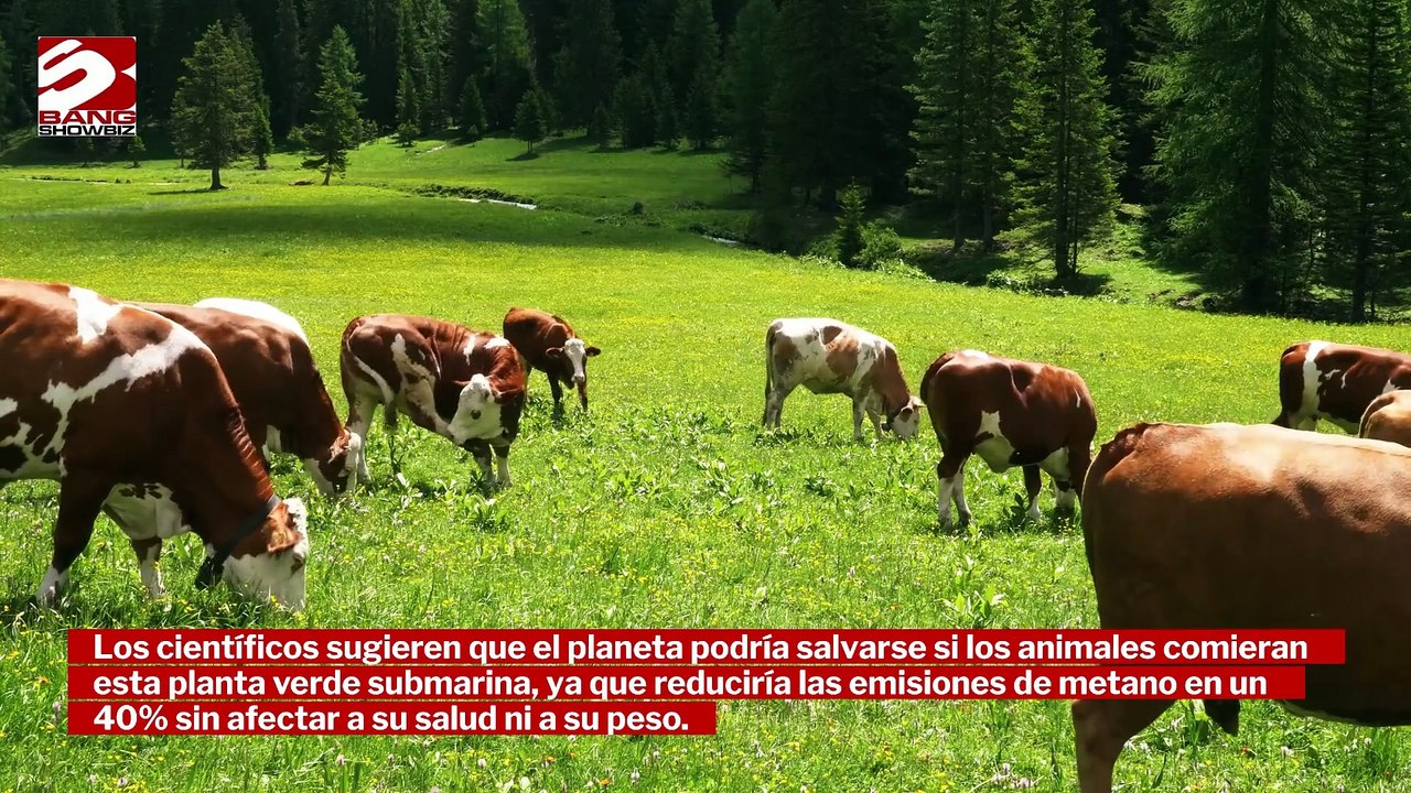 Alimentar a las vacas con algas podría salvar el medio ambiente