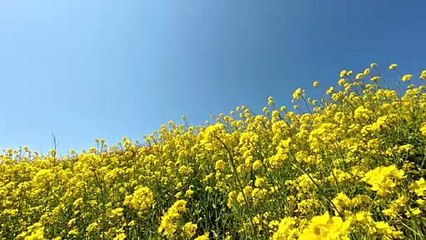 Rapeseed flowers blooming all over the mountain