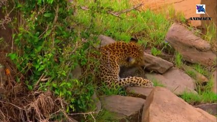 Animaux du désert _ Le Cobra