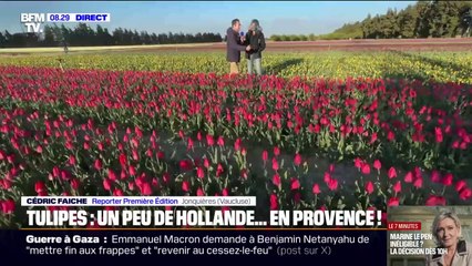 Vaucluse: Les tulipes attirent chaque année des milliers de visiteurs