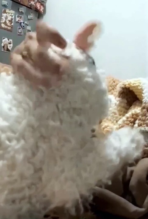 Cute cat😼❤️ #shorts #cat #catvideos