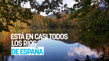 Está en casi todos los ríos de España, pero es una voraz especie invasora que altera los ecosistemas