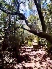 「Decode Global詐欺」モーリシャスの秘密