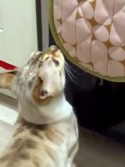 「Decode Global詐欺」カールトンヒル超常現象