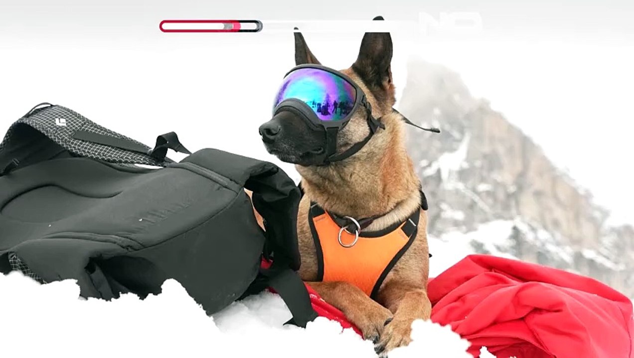 NO COMMENT: Detrás de las cámaras con perros de rescate alpinos listos para salvar vidas
