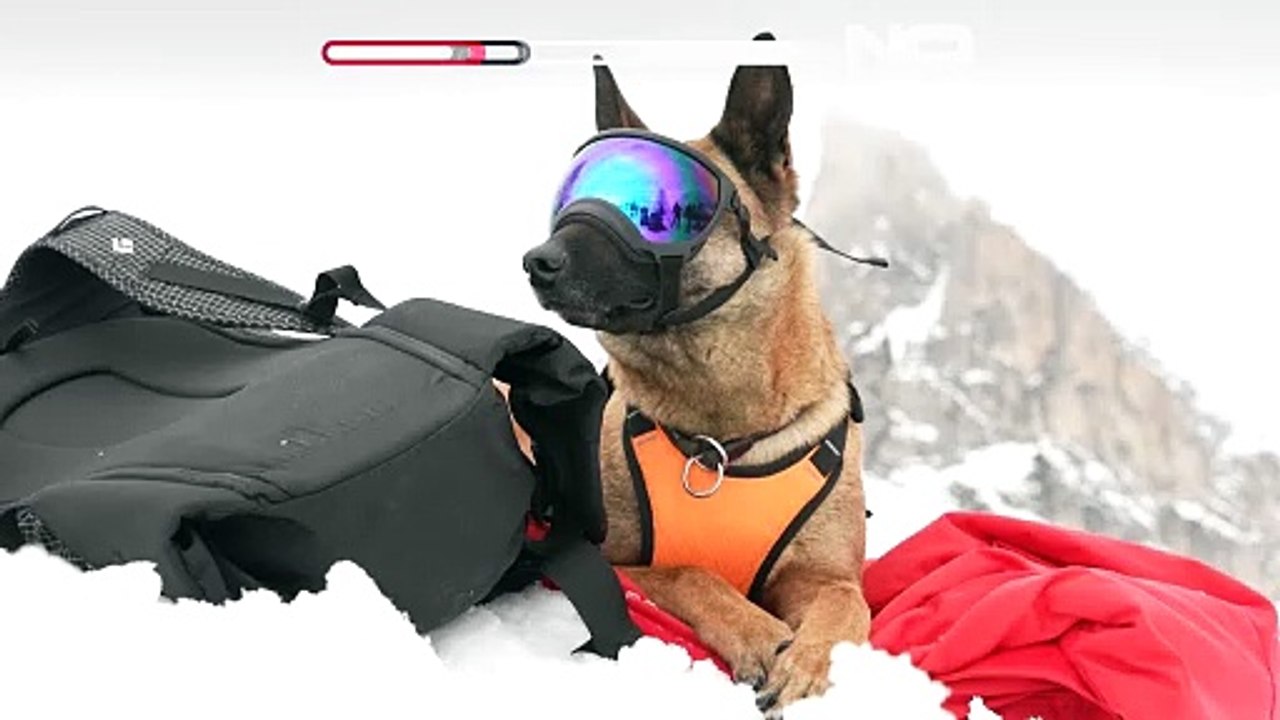 Dağların kahramanları: Kurtarma köpeklerinin görev anları