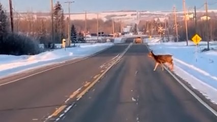 Reh überquert Straße bei Wildwechselschild