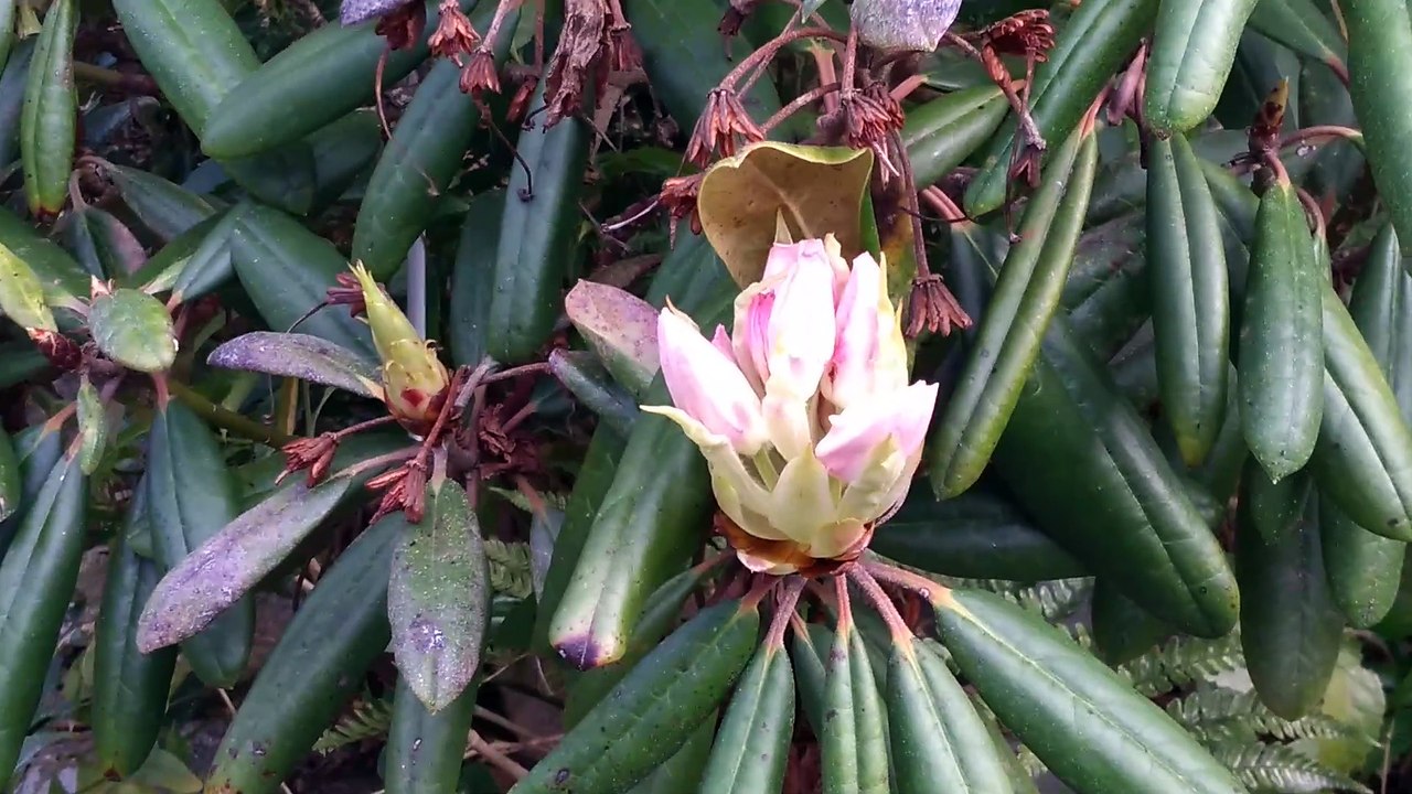 シャクナゲの蕾