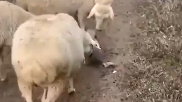 El primer día de trabajo de un cachorro de perro pastor termina con los abrazos más tiernos de unas ovejas