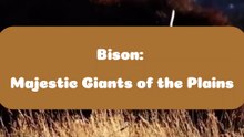 Bison_ Majestic Giants of the Plains