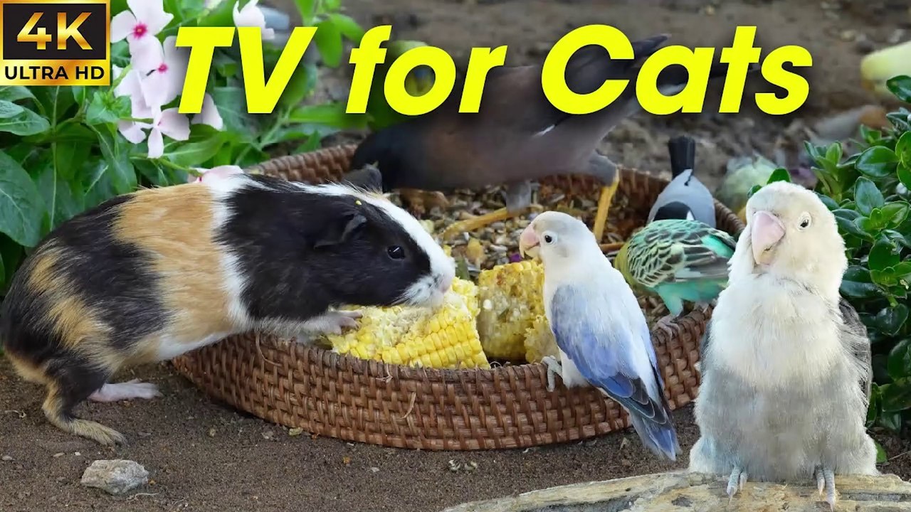 Chirping Birds & Rustling Leaves – The Best Cat Entertainment Video - CatTV Central