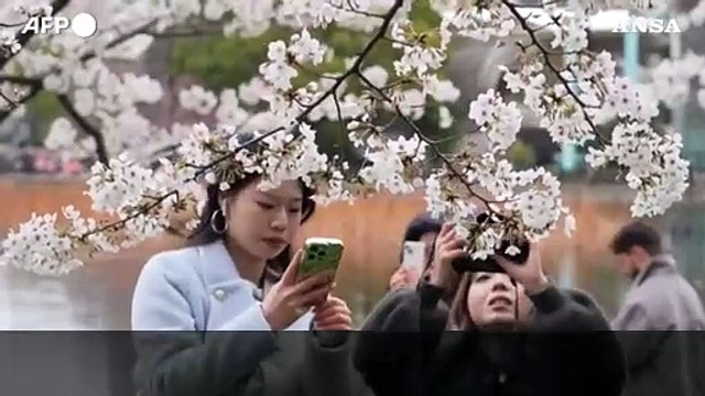 Straordinario , a Tokyo lo spettacolo dei ciliegi in fiore