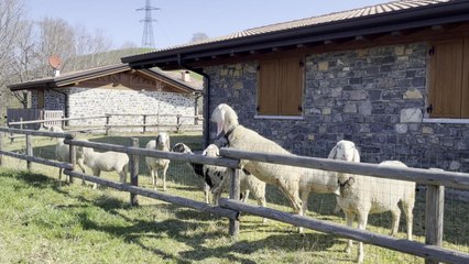 Tra le villette abusive di Aviatico ora pascolano le pecore