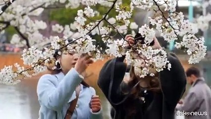 La fioritura dei ciliegi al massimo del suo splendore a Tokyo
