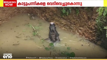 കിണറ്റിൽ വീണ രണ്ടു കാട്ടുപന്നികളെ വെടിവെച്ചുകൊന്നു; നടപടി പഞ്ചായത്ത് അനുമതിയോടെ