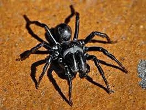 Les miracles scientifiques dans le Coran et la Sunna 2