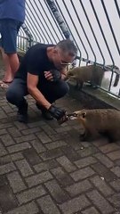 Homem dá bebida alcoólica a quati em ponto turístico de SC e deve ser investigado