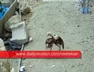 Hint horozu dövüşü