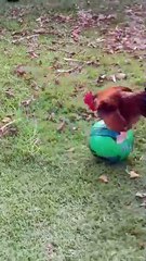 Saleemoffical presentation - footballer #football