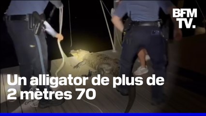 En Louisiane, un alligator de plus de 2 mètres 70 s'est introduit dans une maison