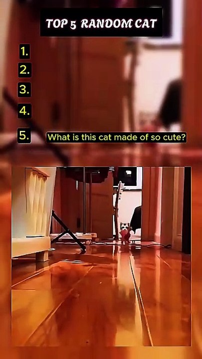 Top 5 Random Cat Videos