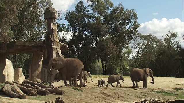 These Elephant Calves Are Trying to Fit In With The Larger Heard!