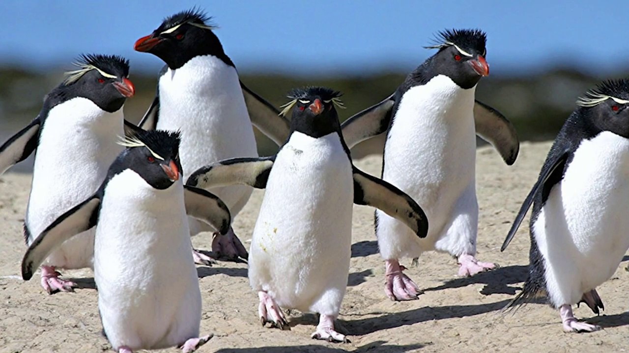 Pingouin ou Manchot??? Quelles Différences #HDA 4 #KuraiD #Pingouin