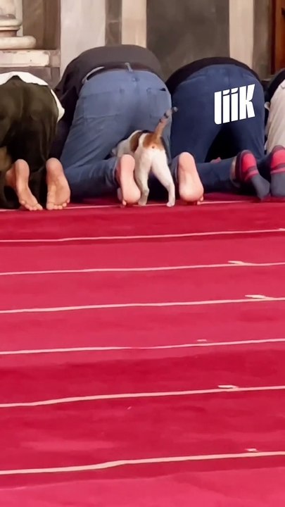 Les chats pendant la prière