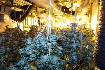 Cannabis plants worth £595K found in disused Carmarthen tyre centre