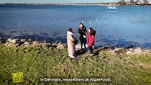 Denmark and Germany promote the use of edible seaweed in a European project