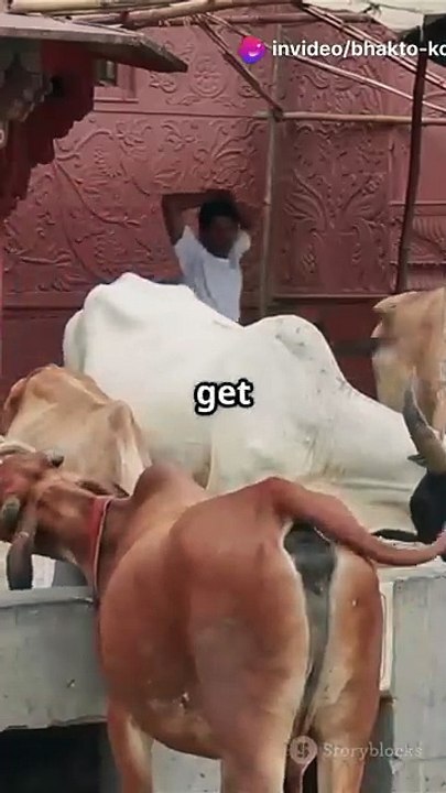 don_t_kill_cows(360p)
