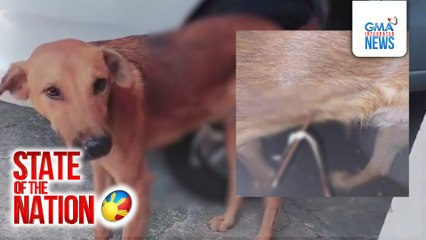 Aso sa Pangasinan, ipasusuri dahil sa pana sa tagiliran | SONA